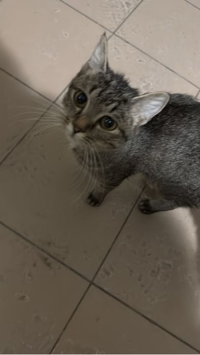 отдам кошечку в добрые руки