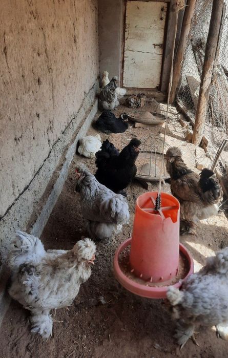 Тройка брама тухуми