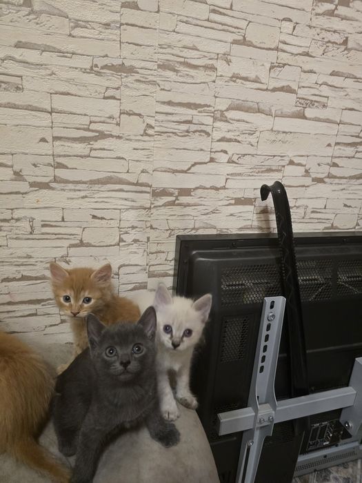 Котята 1,5месяца