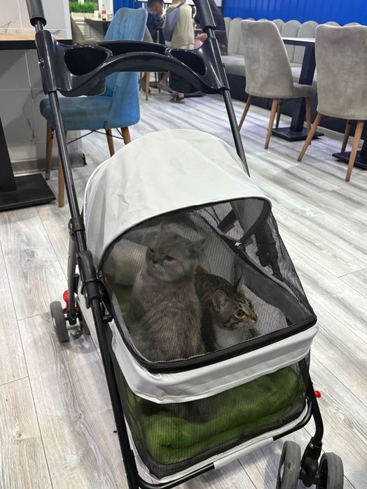 Домашние животные