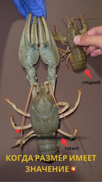 Свежие живые  Раки