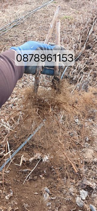 Расзад малини и ягоди