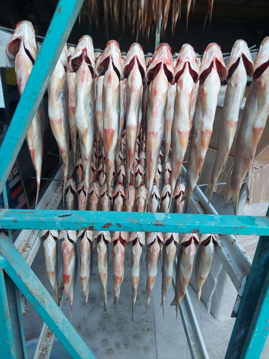 Вяленый Рыбец от 500т до 1200т