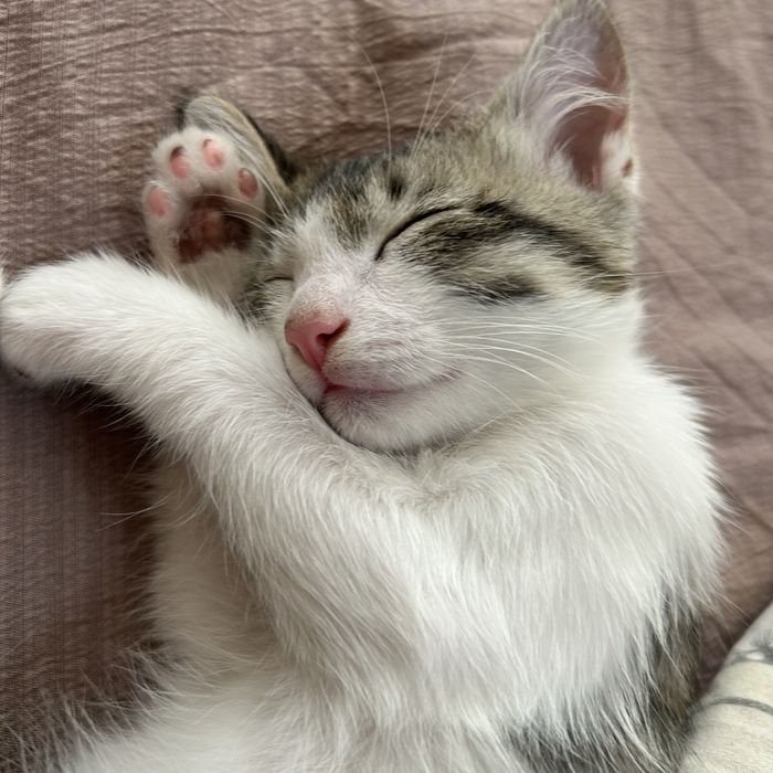 Котенок СРОЧНО!!!