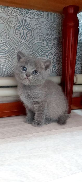 Британские Котята