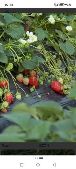 Малина ремантантная и клубника