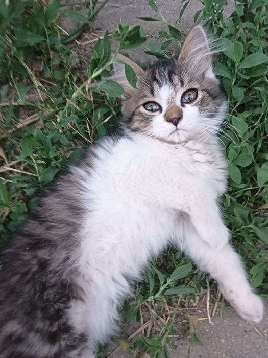 Отдам замечательных котят