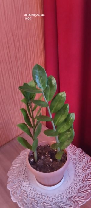 Предлагаю цветы комнатные.