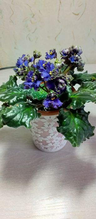 .Фиалки, комнатные цветы,цветы.