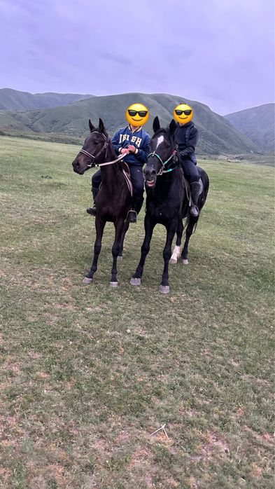 Лошадь, кунан, жеребец