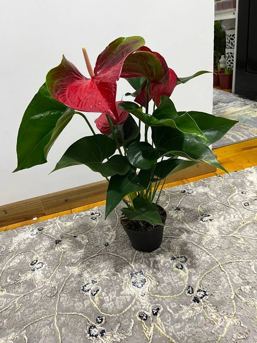 Антюрум гигант сорт