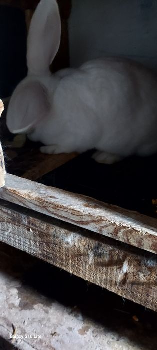 Срочна продам кроликав