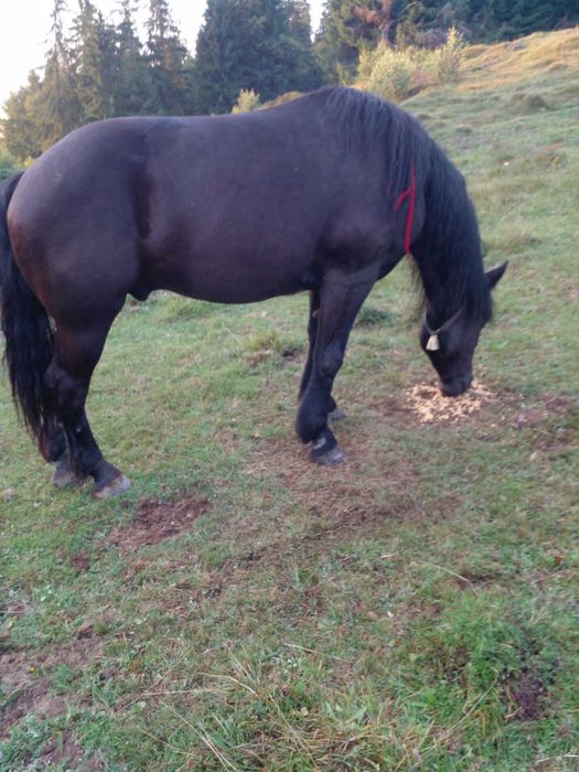 Vând mânz de 5 ani