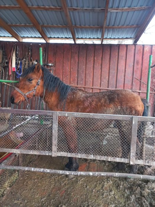 Продается полтарашка тай.