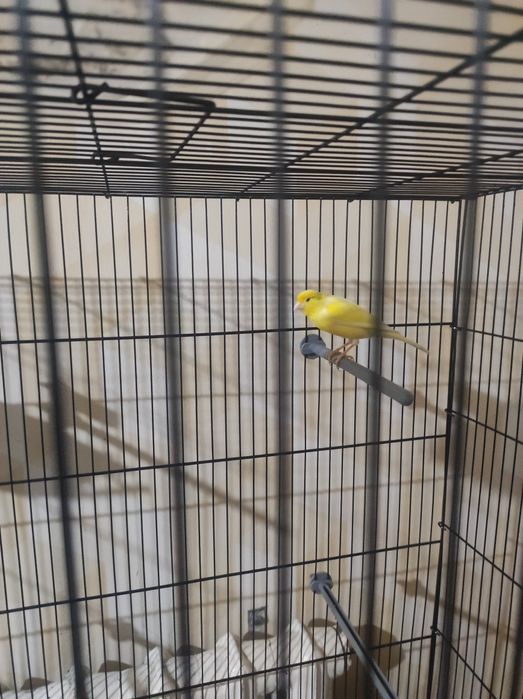 Nar 1.5 yosh tinmi sayroda