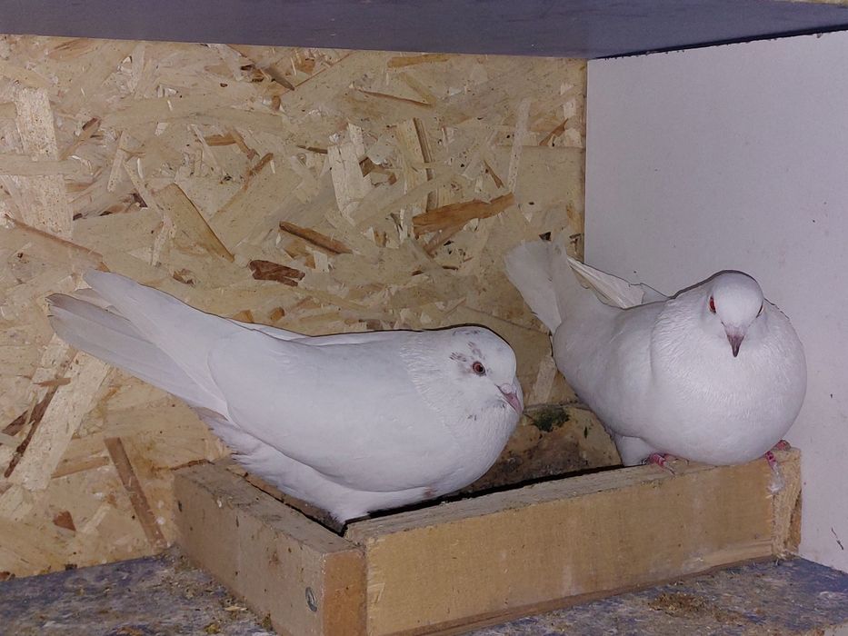 Кептер Құс Голуби.