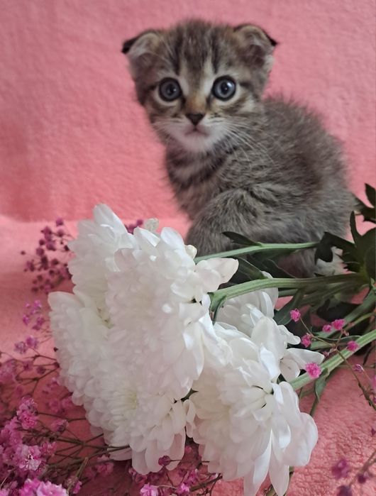 Шотландский вислоухий котик