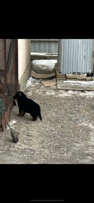 Продается щенок немецкой овчарки(девочка)