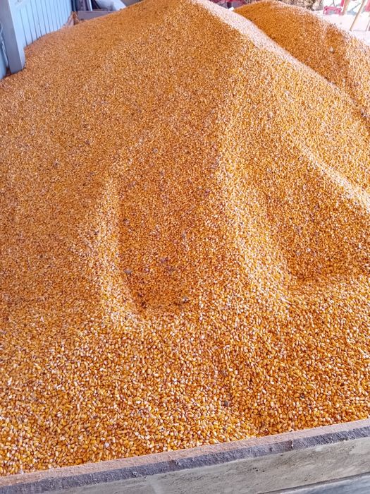 Porumb boabe  Graunte