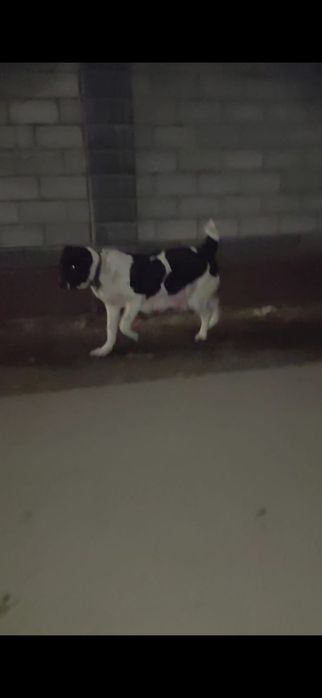 Продам сучку алабая.