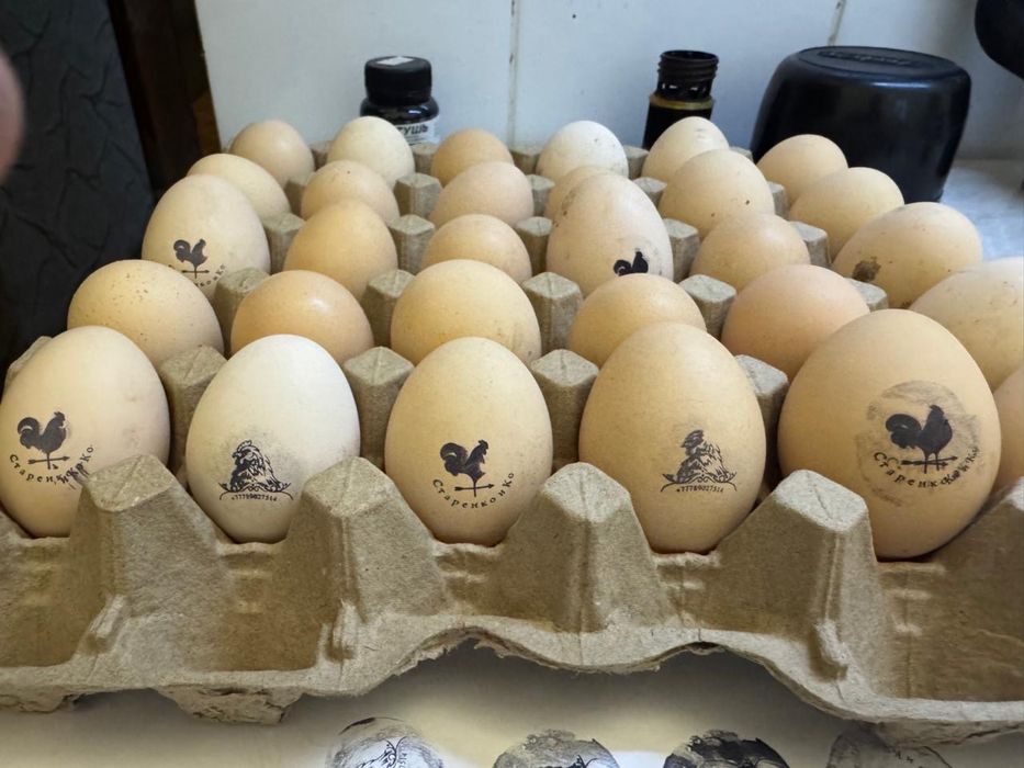 Инкубационное яйцо