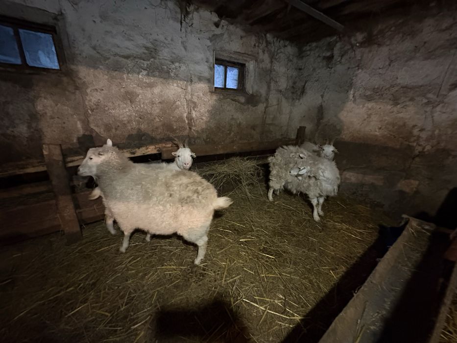 Зааненские козы