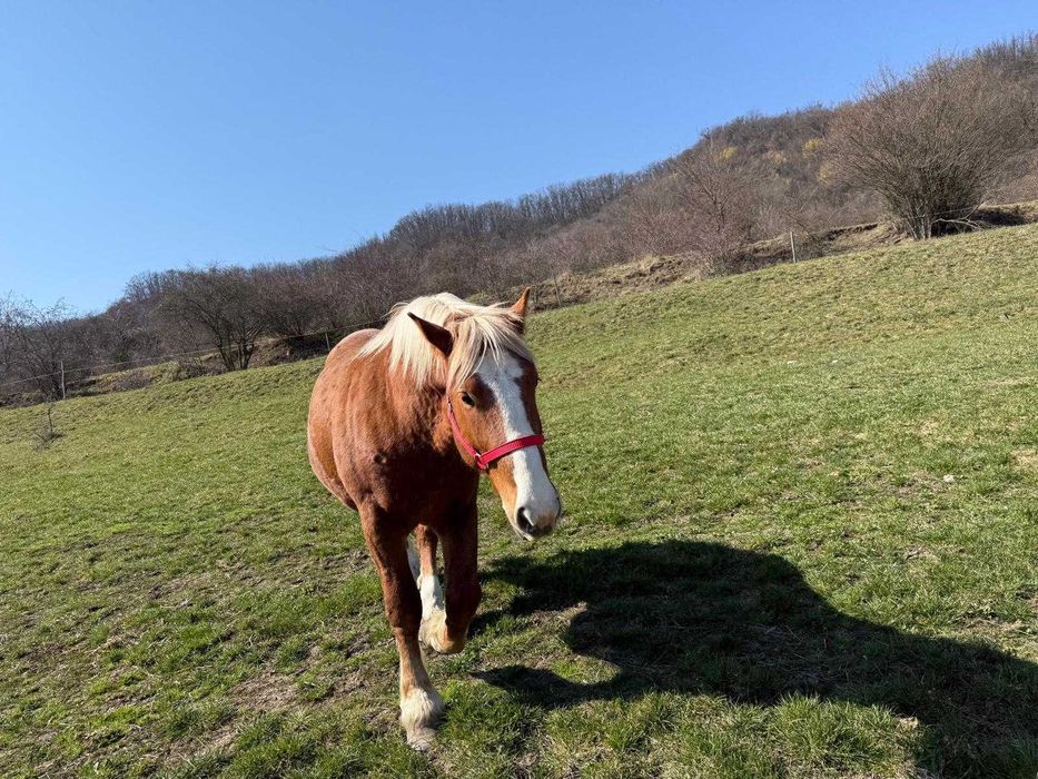 Armăsar tânăr de vânzare – crescut natural, cu acte și cip