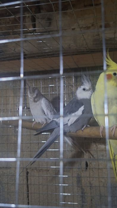 Продам самку кореллы 1 год