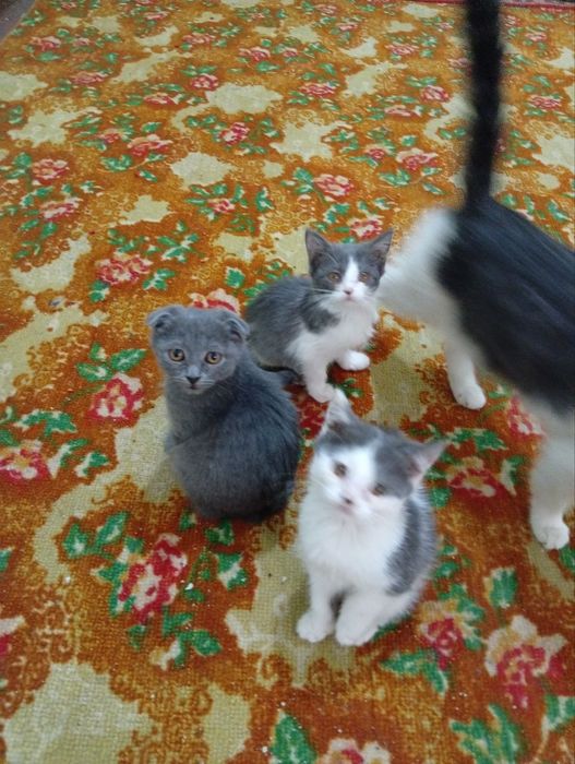 britaski mushuklar sotiladi 3 oylik