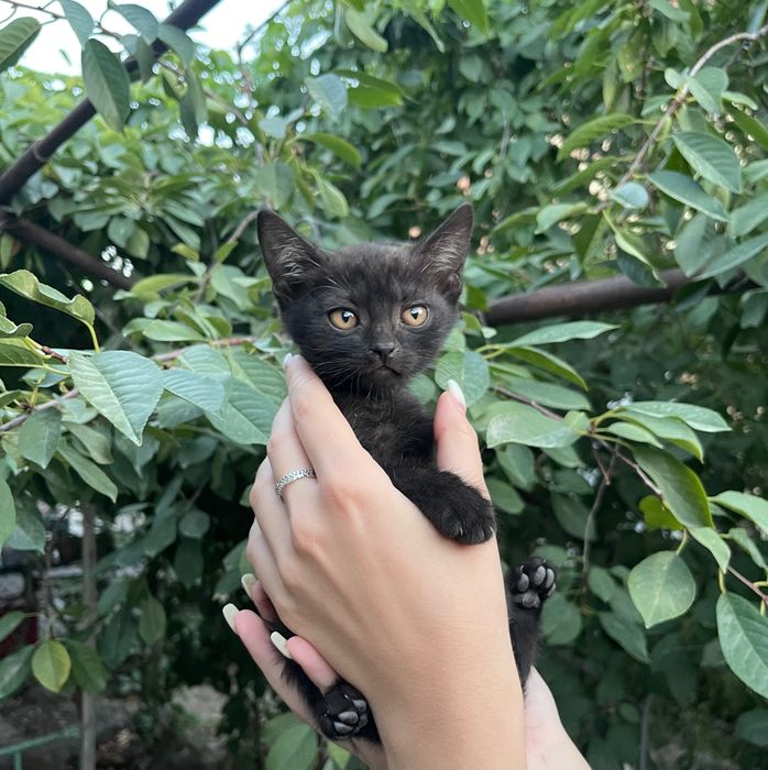Отдаем котят в добрые руки