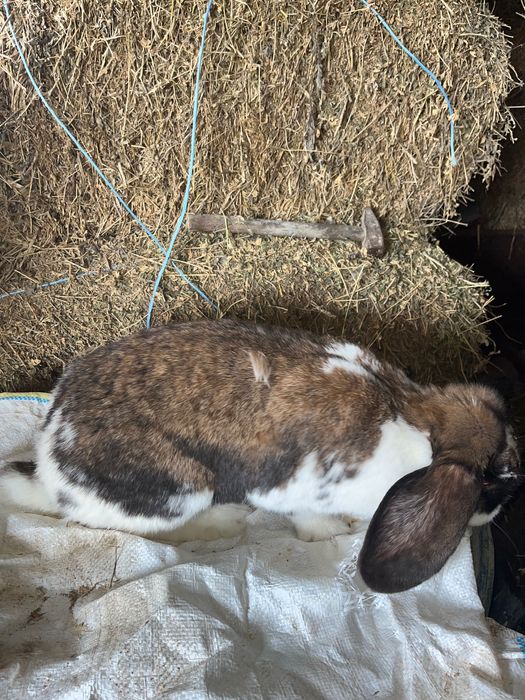 Iepuroaica berbec german