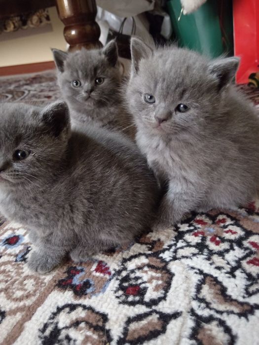 Bititaniski mushukchalar