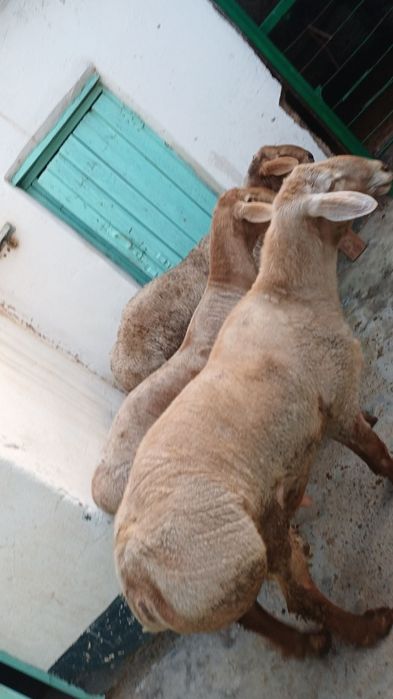 Qochqorlar sotiladii