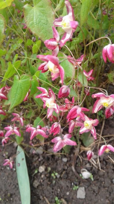 Многолетние цветы для вашей дачи