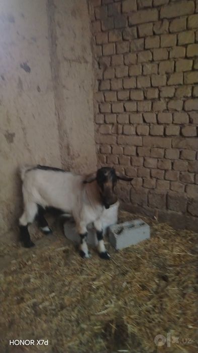 Takacha sotiladi, 28 kg