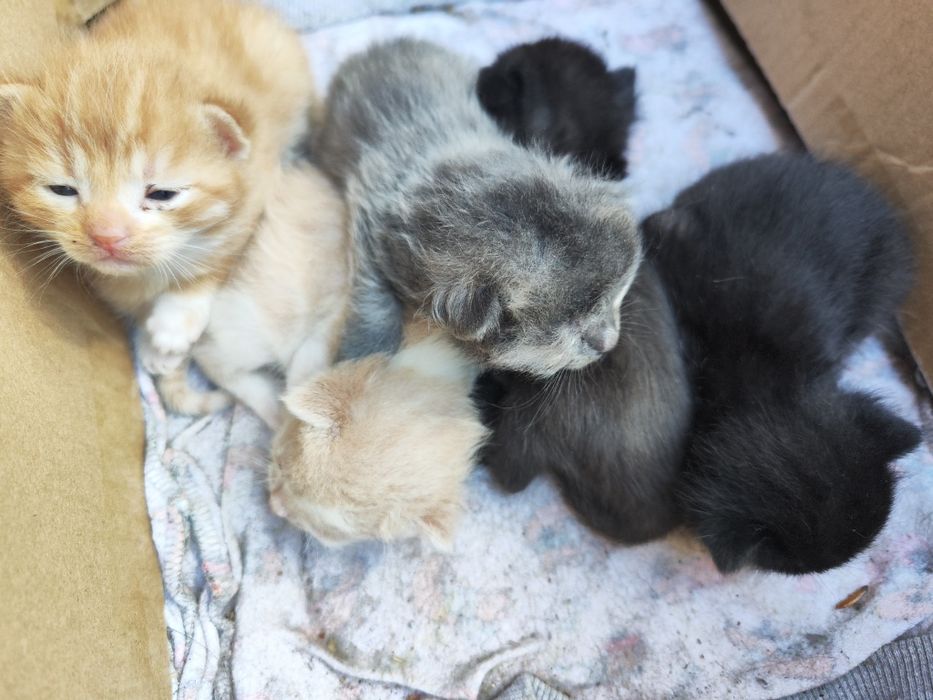 Котята маленькие