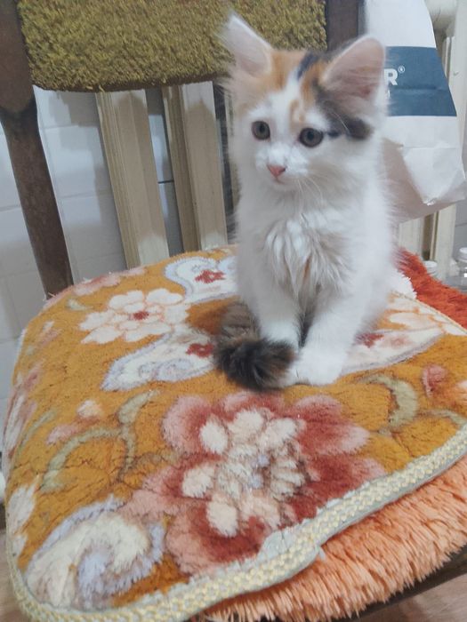 Отдам даром котят