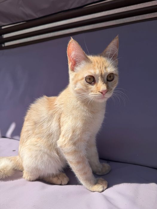 Котика добрые руки.
