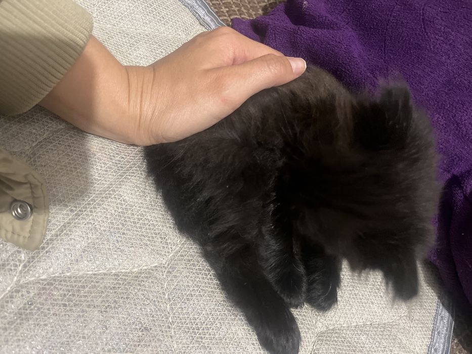 Малинки котик бесплатно