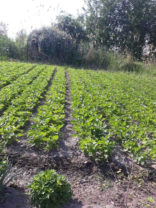 дом 150 кв.м. с участком 19 соток. Ташкентская область пос. Янги Хает