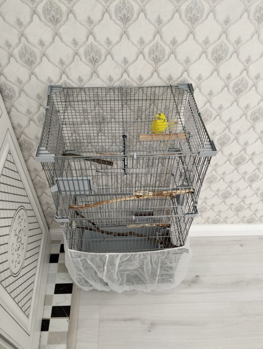 Продам пара папугай с клеткой