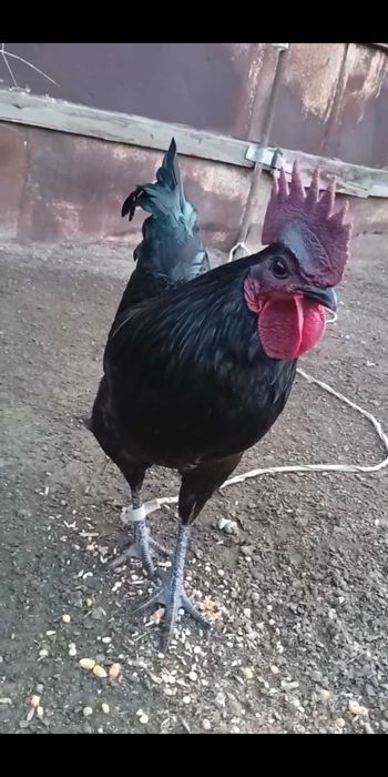 Ухейилюй хурози сотилади!