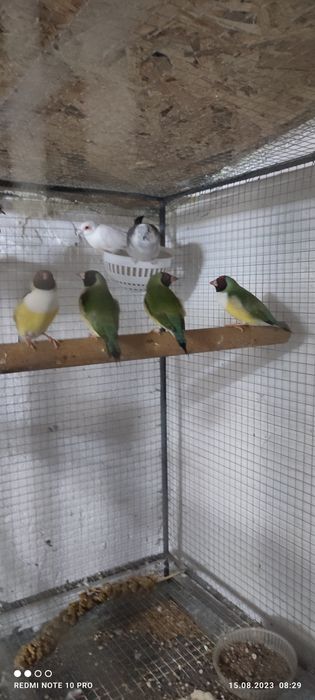 Различни видове папагали