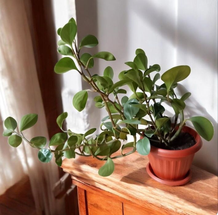 Комнатное растение ПЕПЕРОМИЯ