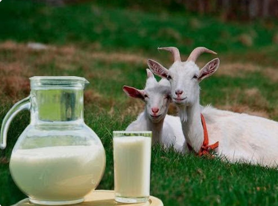 Ешкі сүті сатылады