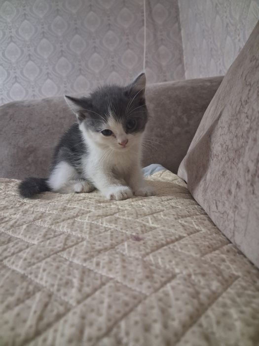 Продам котят  очень красивых