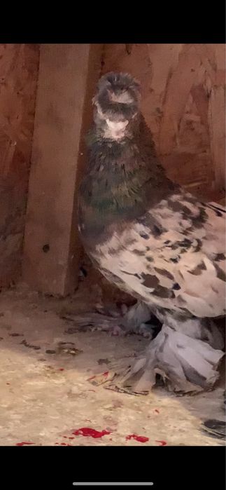 Голуби вольерные