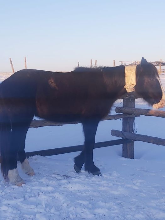 Ат сатылады 450000