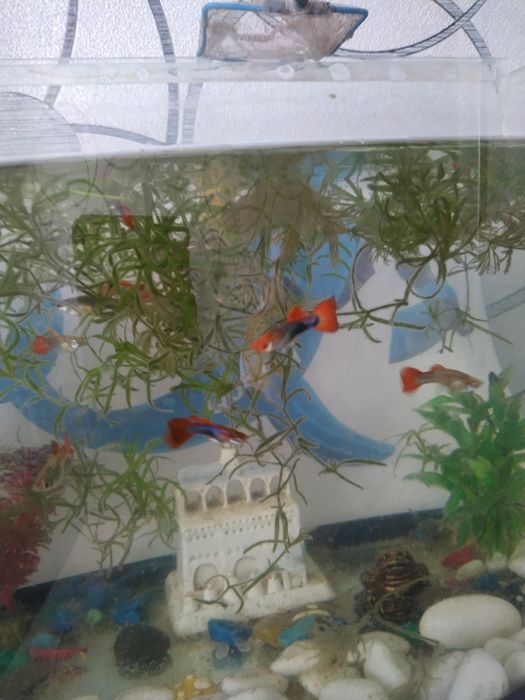 Рыбка гуппи красивые