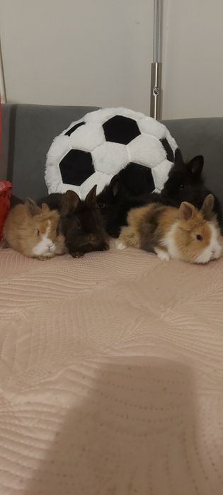 Iepuri pitici cap de leu